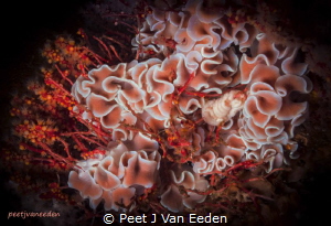 The Gathering

of Frilled Nudibranchs by Peet J Van Eeden 